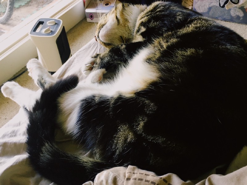 A tabby cat relaxing on a bed, eyes closed, tummy partly exposed
