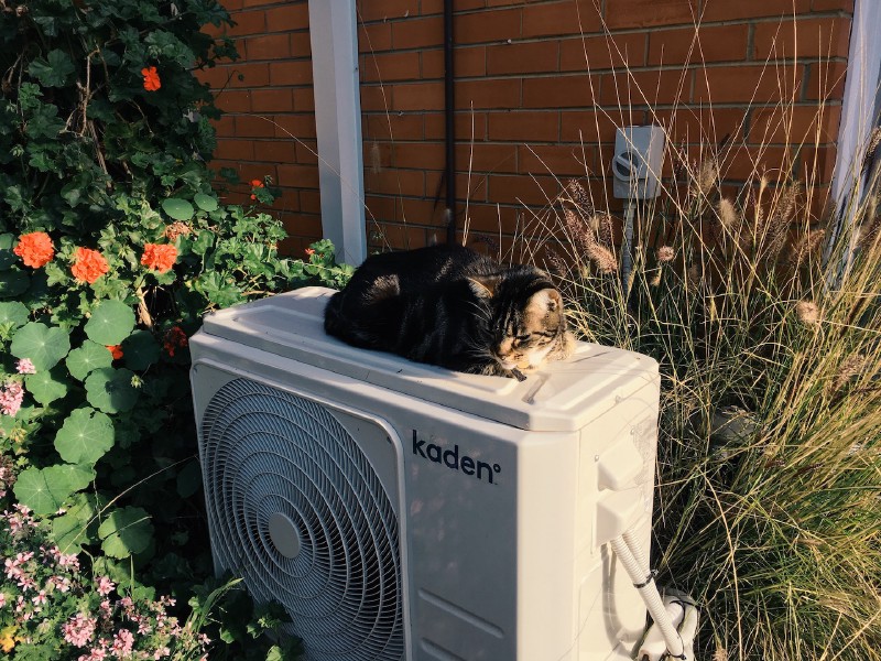 A tabby cat sitting on an exhaust fan, amidst a flowering gardenbed