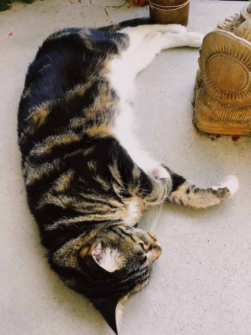 a tabby cat lies on her side on a concrete porch