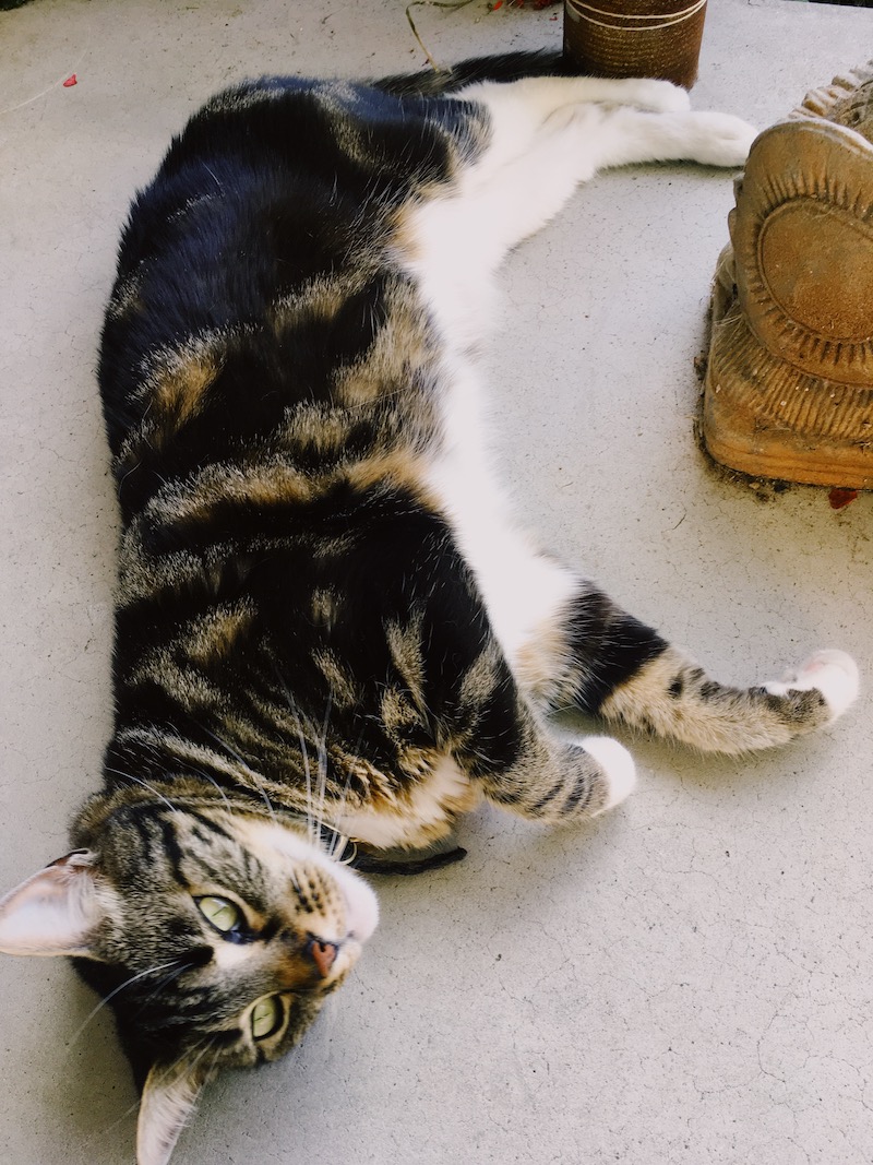 a tabby cat lies on her side on a concrete porch and looks up at the camera