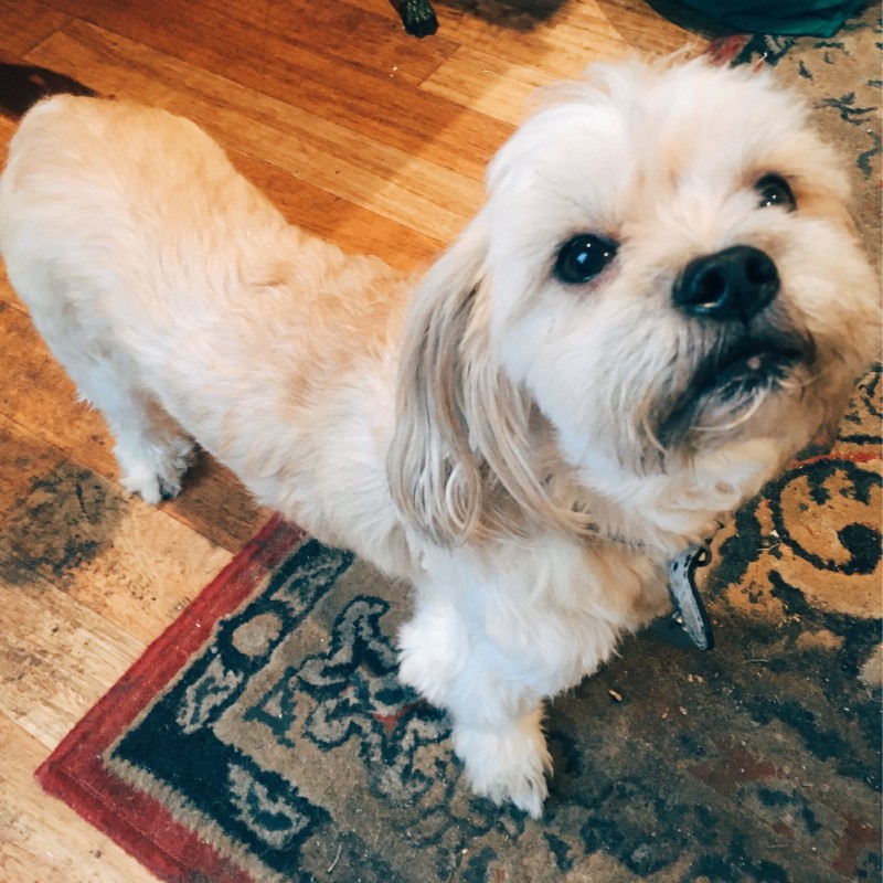 a small white dog looks up at the camera