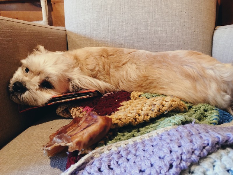 A small white dog lies sprawling on an armchair, gazing into the mid-distance