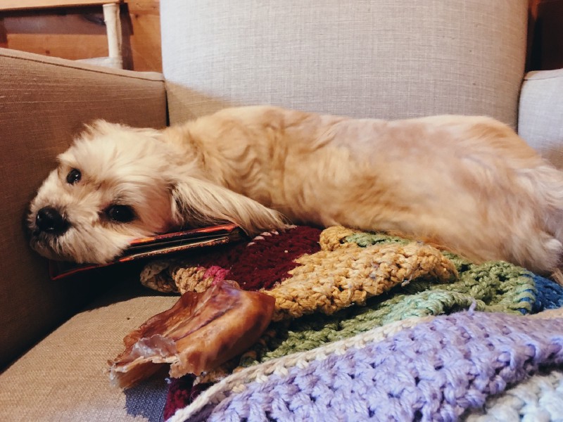The same small white dog has shifted his gaze to look at the camera