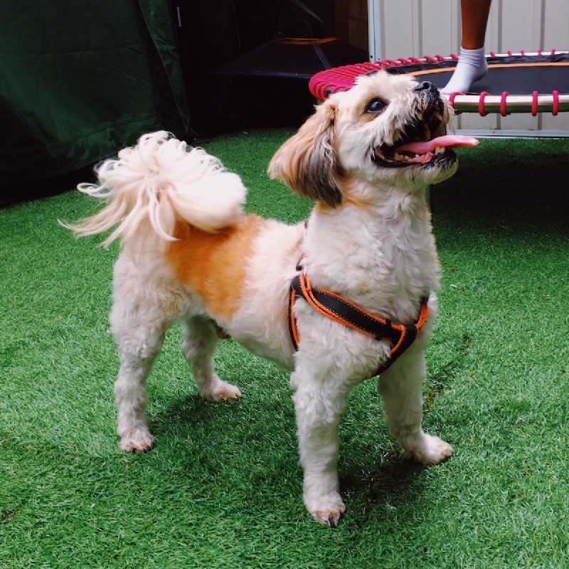A Maltese-shihtzu cross looks up eagerly at someone off camera, tongue out