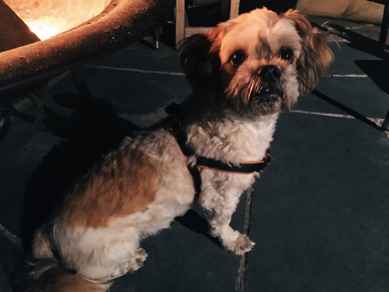 A scruffy Maltese-Shihtzu with an overbite looks alertly at the camera, next to a brazier in a night-time photo