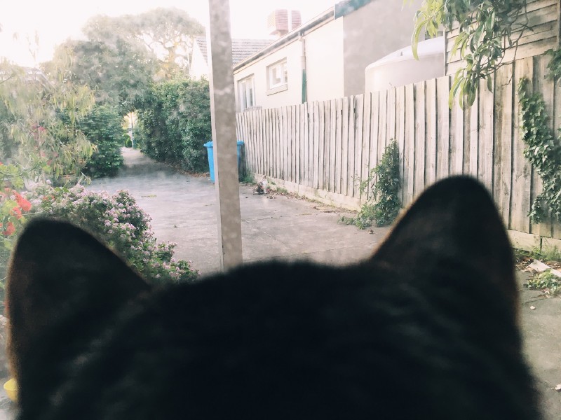 In the foreground, the top of a dark-coloured cat's head, including the ears. In the background a driveway with some greenery on the edges, and another cat sitting in the distance