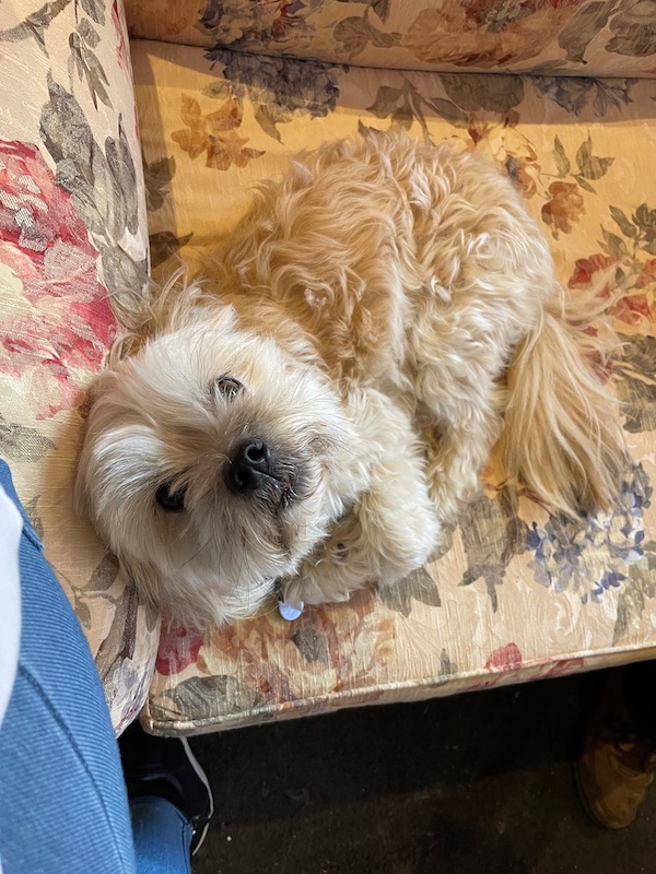 a white dog curled up on a couch, looking directly up at the camera