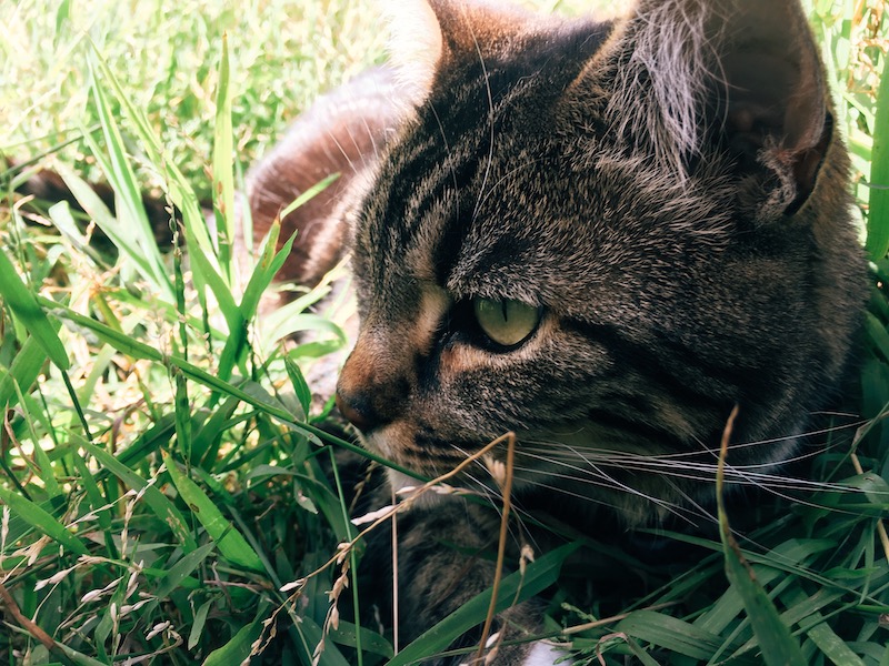 close-up of a tabby cat resting amidst tall grass, looking left