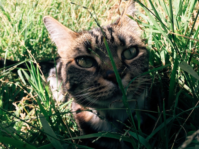 close-up of a tabby in tall grass, now looking up and to the right