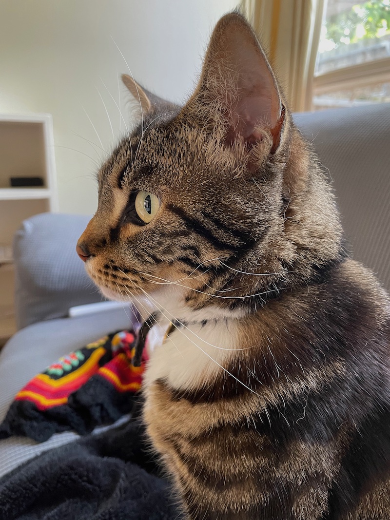 a tabby cat facing left of frame, eyes wide, ears slightly back