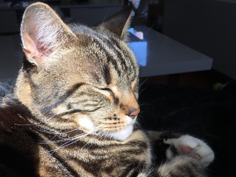 close-up of a tabby cat's face and front paws, lit up by sunlight