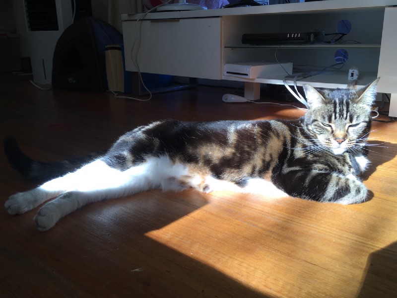 a tabby cat lounges on a wooden floor in a sunbeam