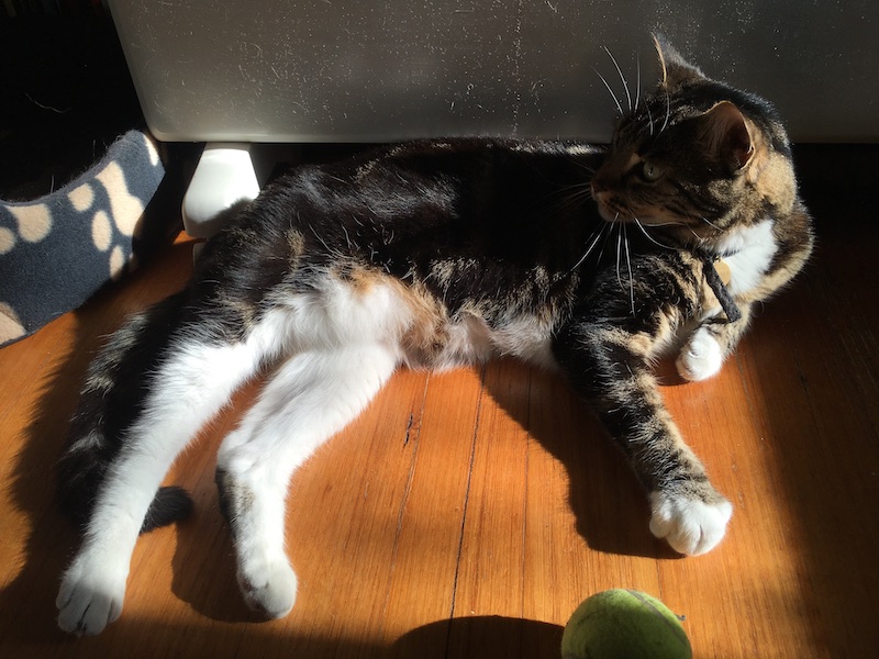 a tabby cat lounges in a slightly different spot in the sunbeam, looking to the left