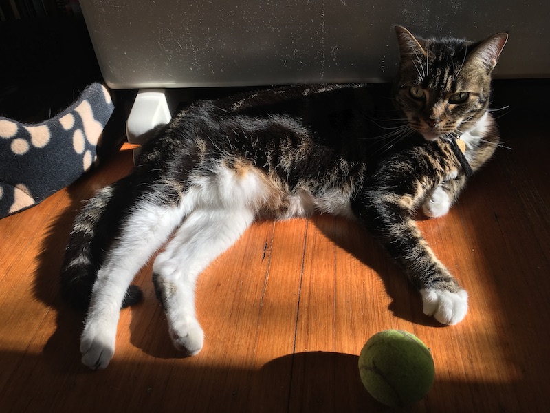 a tabby cat lounges in the same place as in the second picture, now looking straight ahead