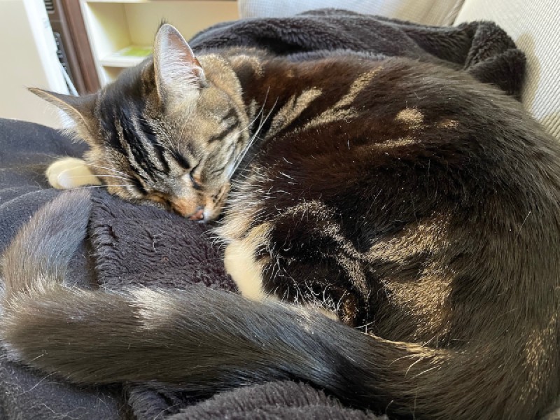 A tabby cat curled up and sleeping on a dark blanket on a couch