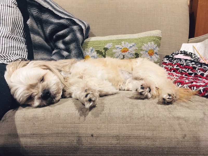 a sleeping little white dog on a couch, next to (mostly out of shot) a middle-aged woman