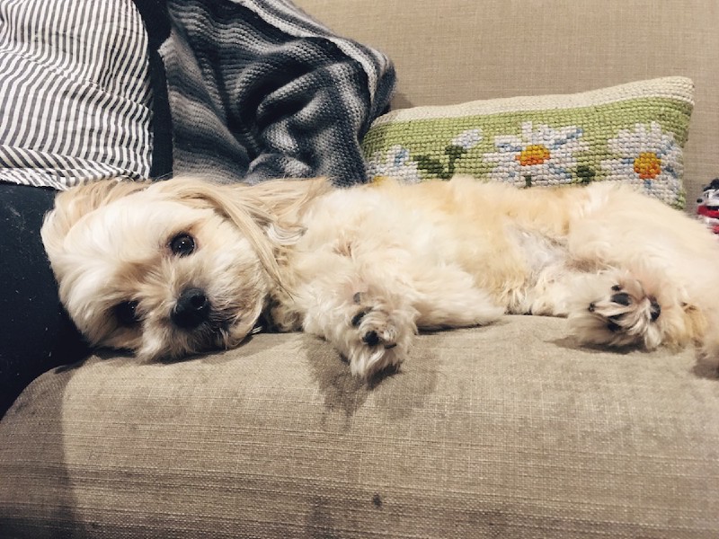 a little white dog on a couch, now with his eyes open and alert
