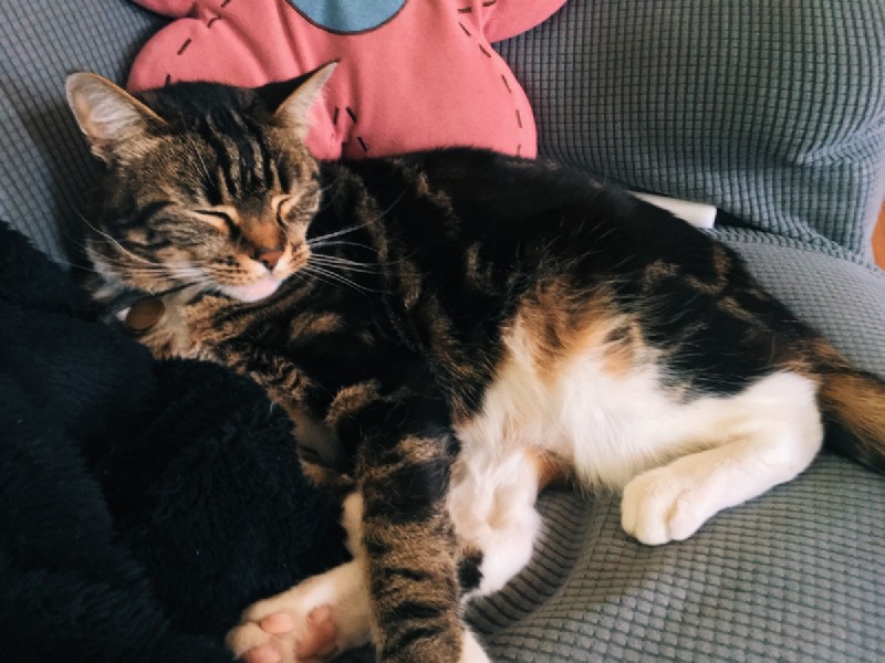 a tabby cat lies on a grey couch, next to a pink flower-shaped cushion