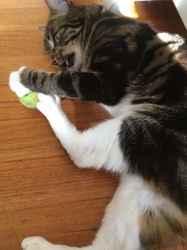 a tabby cat on a wooden floor snarls at a tennis ball