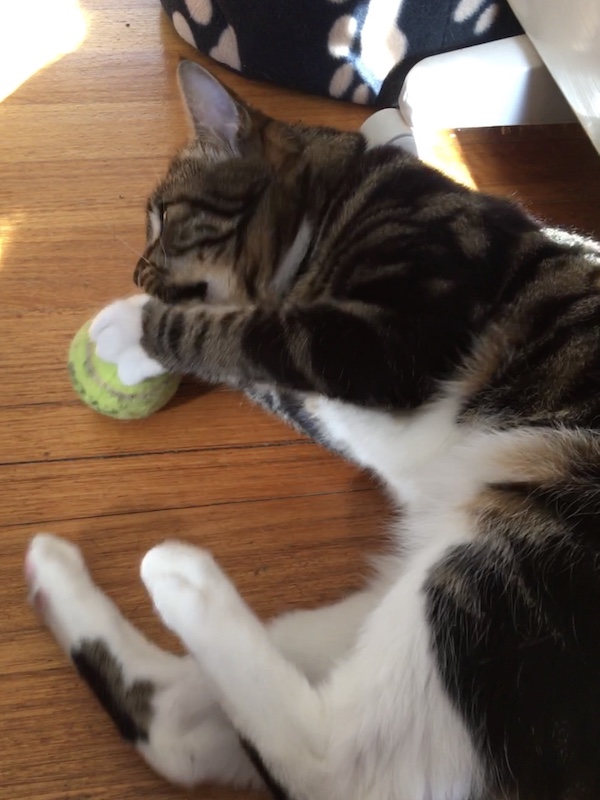 a tabby cat on a wooden floor tries to chomp into a tennis ball