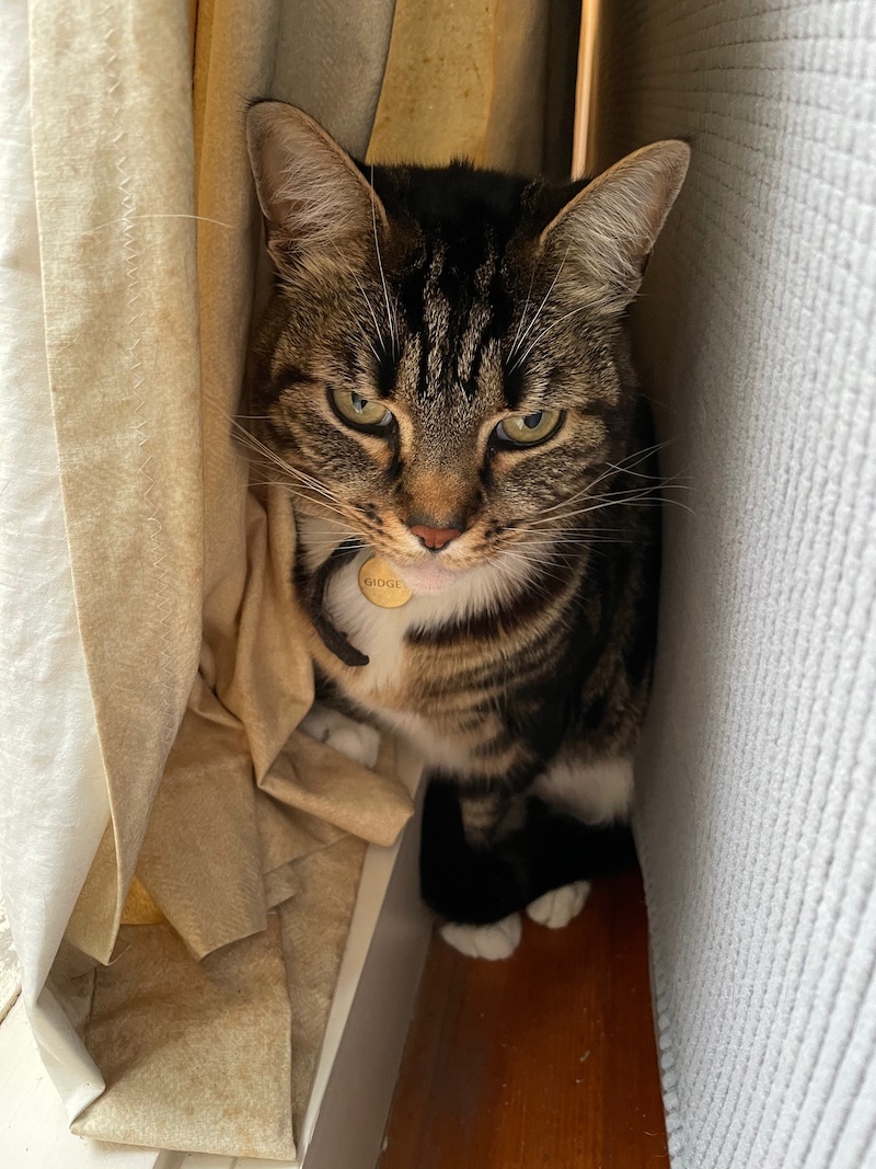 a tabby cat sits in the narrow gap between window and couch, looking cranky