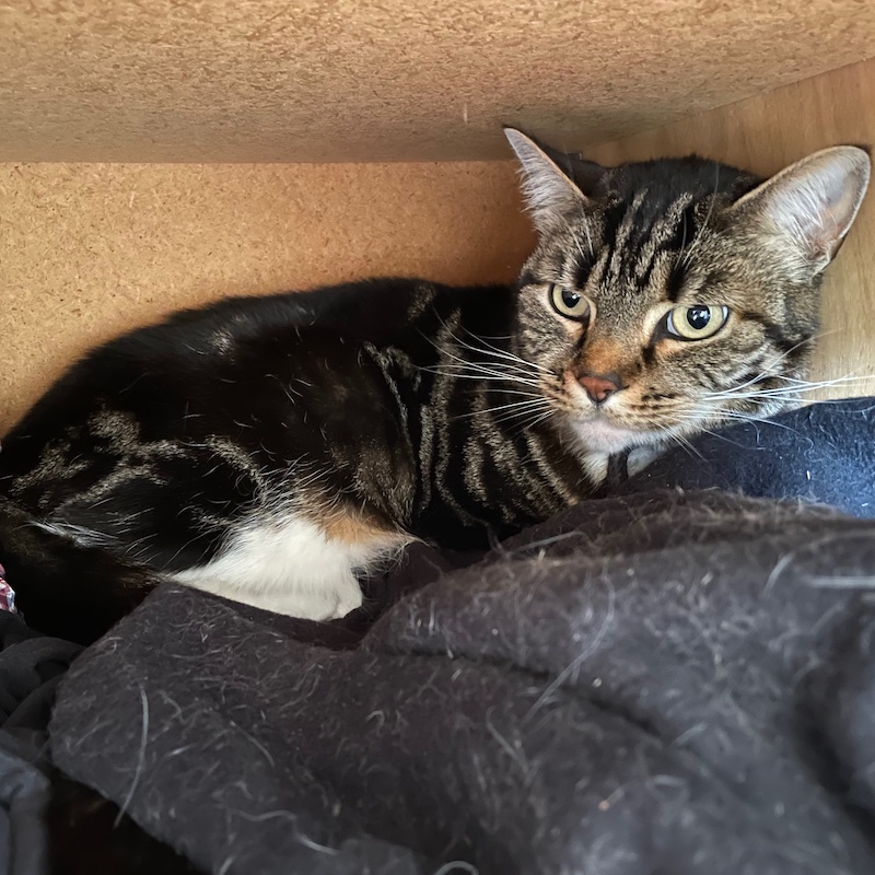 a tabby cat hides angrily in a drawer full of fur-covered clothes