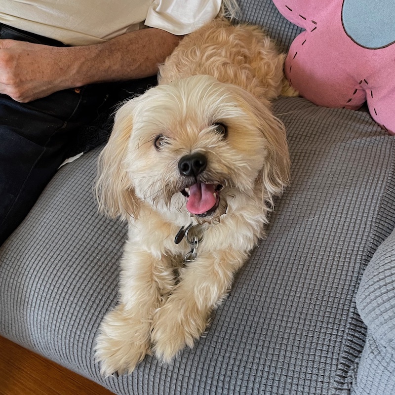 a fluffy little white dog sits on a couch, grinning at the camera