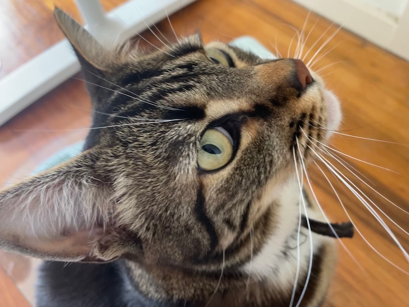 close-up of a tabby cat's face, looking up impatiently at the photo-taker