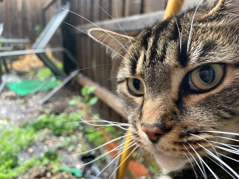 foreground: a tabby cat staring at the photo-taker. background: a blurry, rain-saturated courtyard