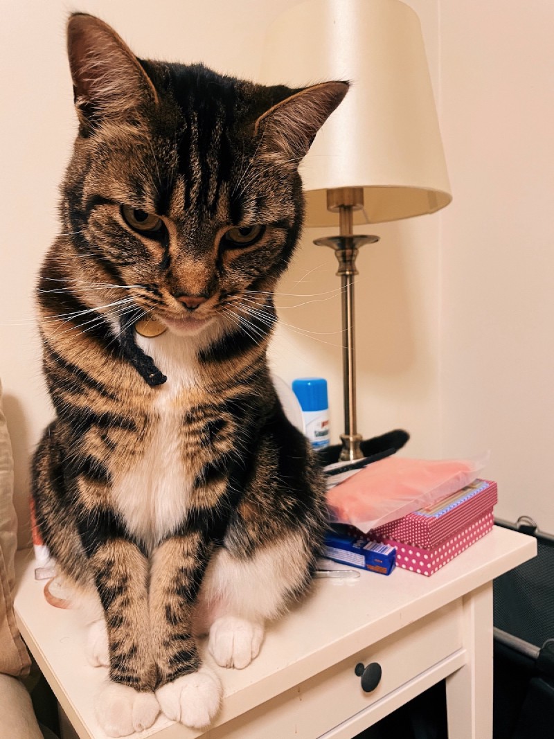 a tabby cat sits on a bedside table, glowering