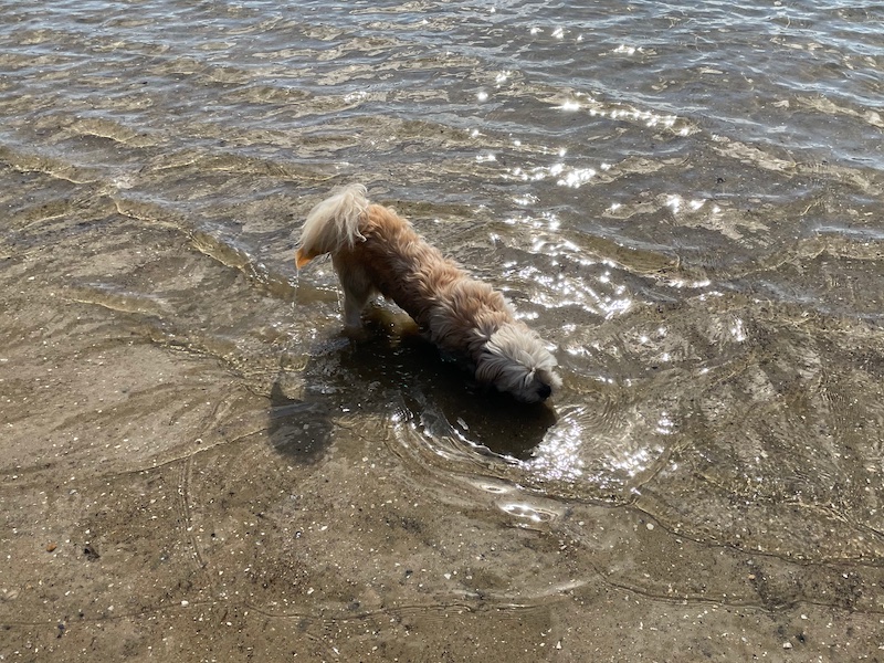 in shallow water at the beach, a small white dog inspects the ocean