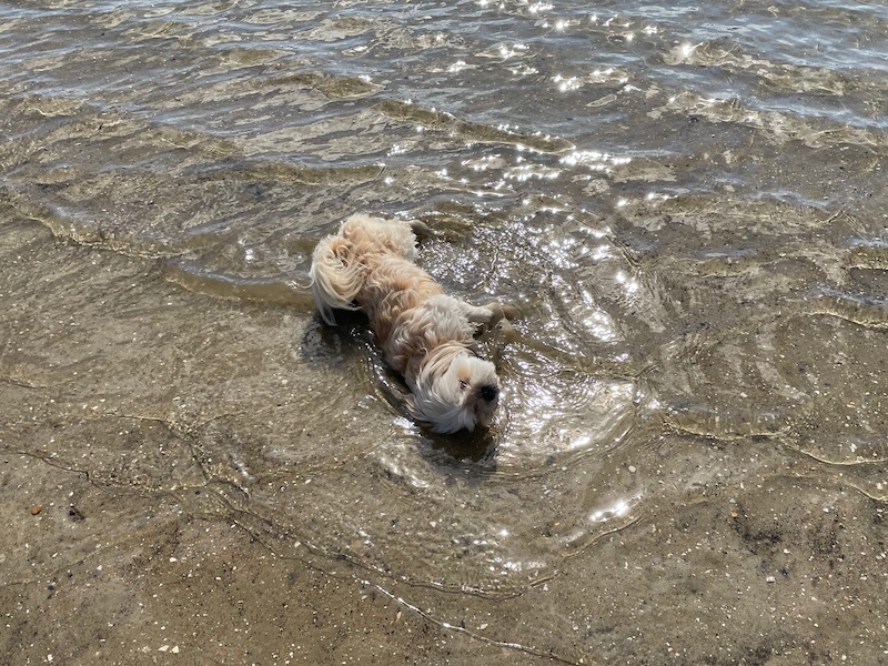 in shallow water at the beach, a small white dog 'flops' himself into the ocean, shoulder first