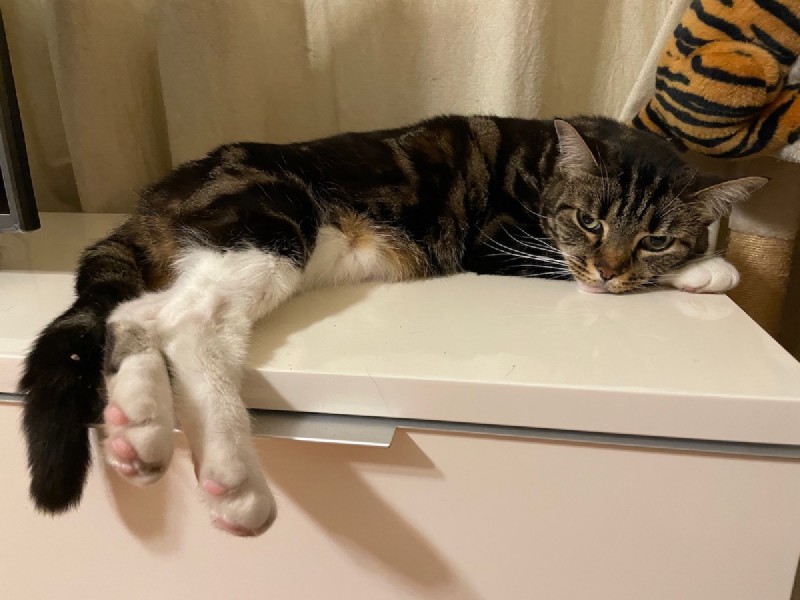 a tabby cat stretches out on an entertainment unit, looking grumpily at the camera