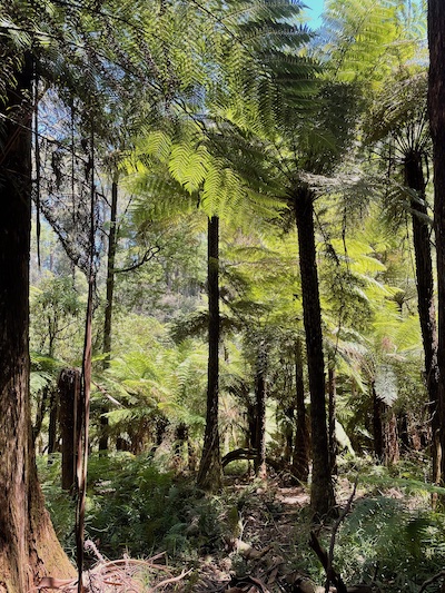 a photo from Sherbrooke Forest; thin fern-like trees towering upwards