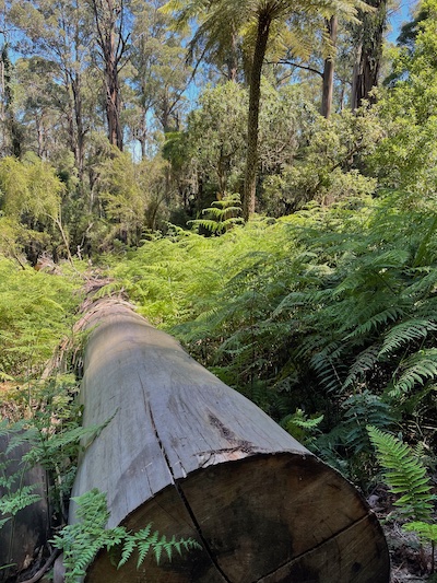 a photo from Sherbrooke Forest; a fallen log amidst the ferns, sunlight behind