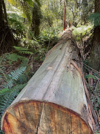 a photo from Sherbrooke Forest; a fallen log in a shady patch of ferns