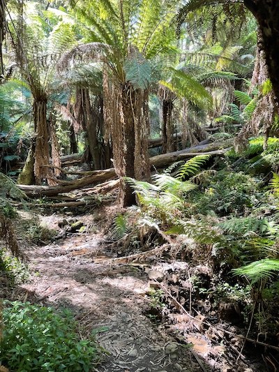 a photo from Sherbrooke Forest; a walking trail shaded by ferns