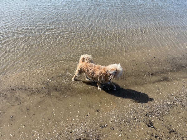 a small white dog paddling in shallow ocean water, looking away