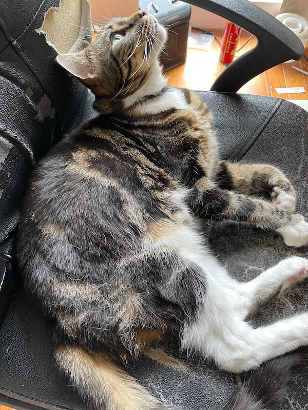 a tabby cat rests on a very shabby office chair, looking up