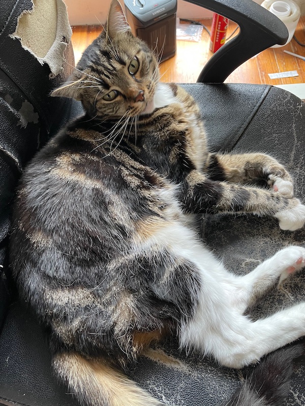 the same tabby cat on the same shabby office chair, now looking vaguely towards the floor in the camera's direction