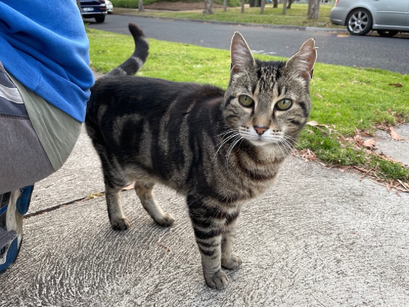 a tabby cat stands on a footpath, looking straight at the camera, next to a crouching human