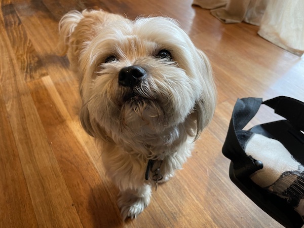 a small white dog on a wooden floor looks at the camera