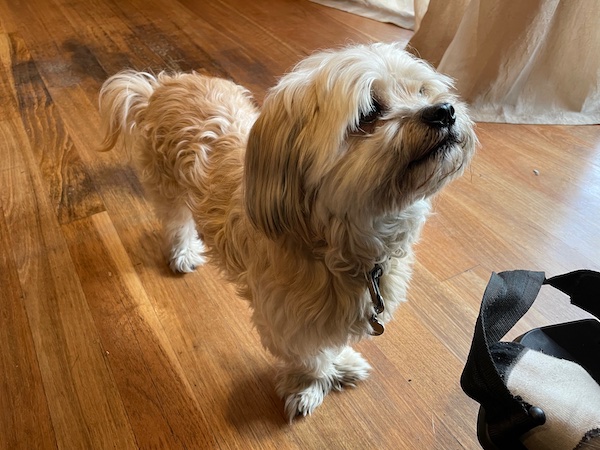 a small white dog on a wooden floor looks off-camera to the right