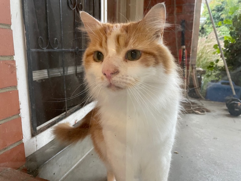 a ginger cat sniffing a window; photo taken from the perspective of inside the window