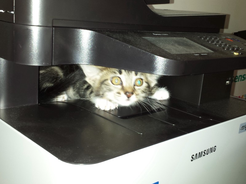 a tabby kitten (blurred) scrabbles to get out from inside a printer (the part where the paper comes out)