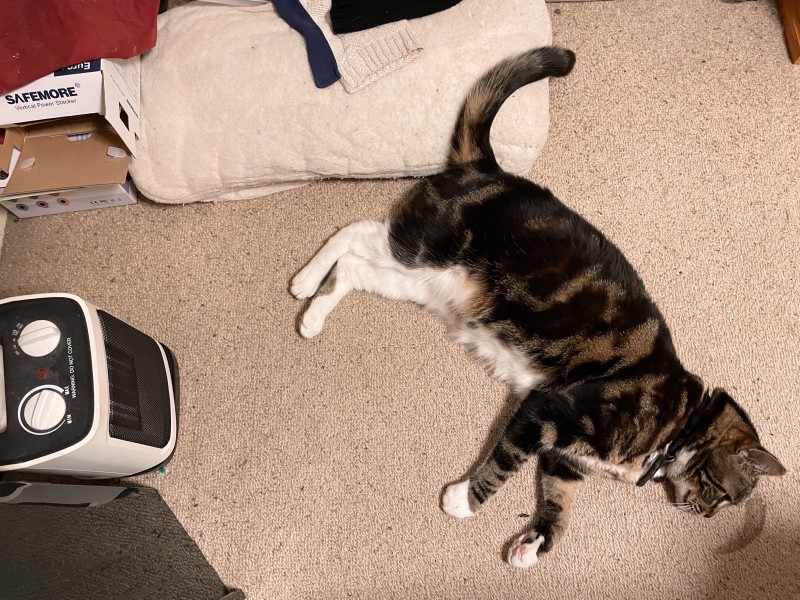 a tabby cat lies stretched out on an off-white carpet, in front of a small space heater