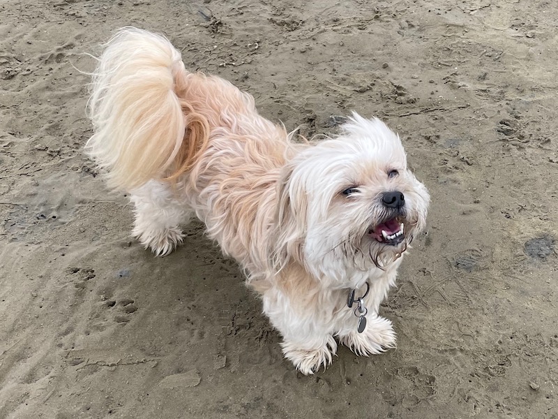 a small white dog standing on sand