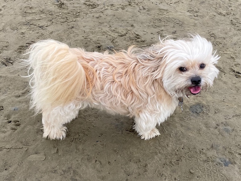 a small white dog standing on sand with his tongue out