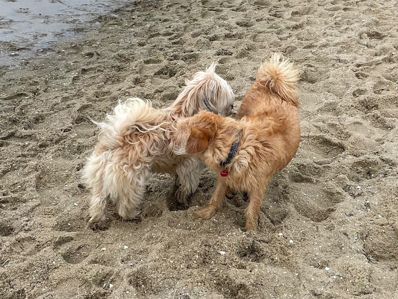 two small dogs, one white and one tan, sniff each other