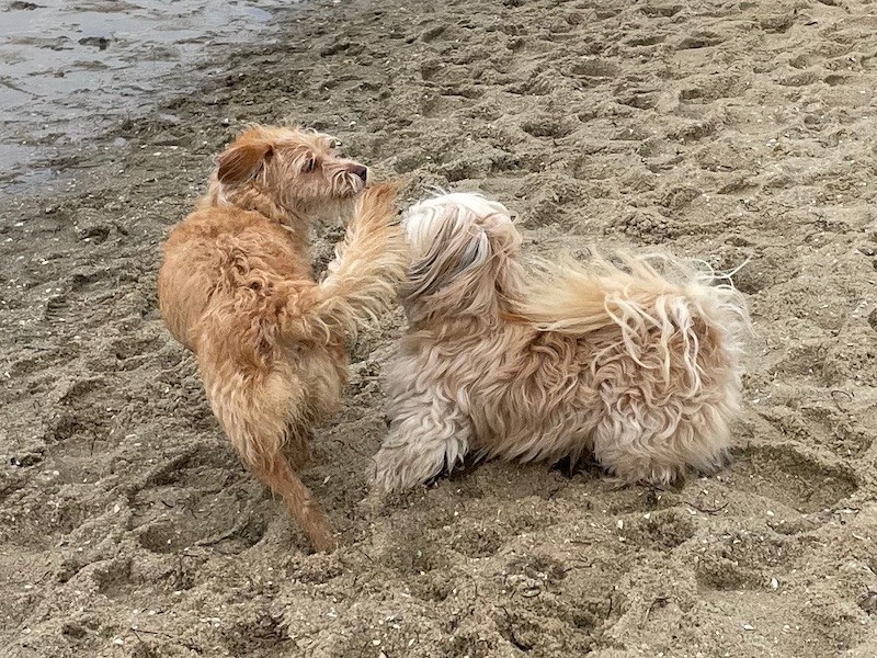 two small dogs, one white and one tan, start chasing each other